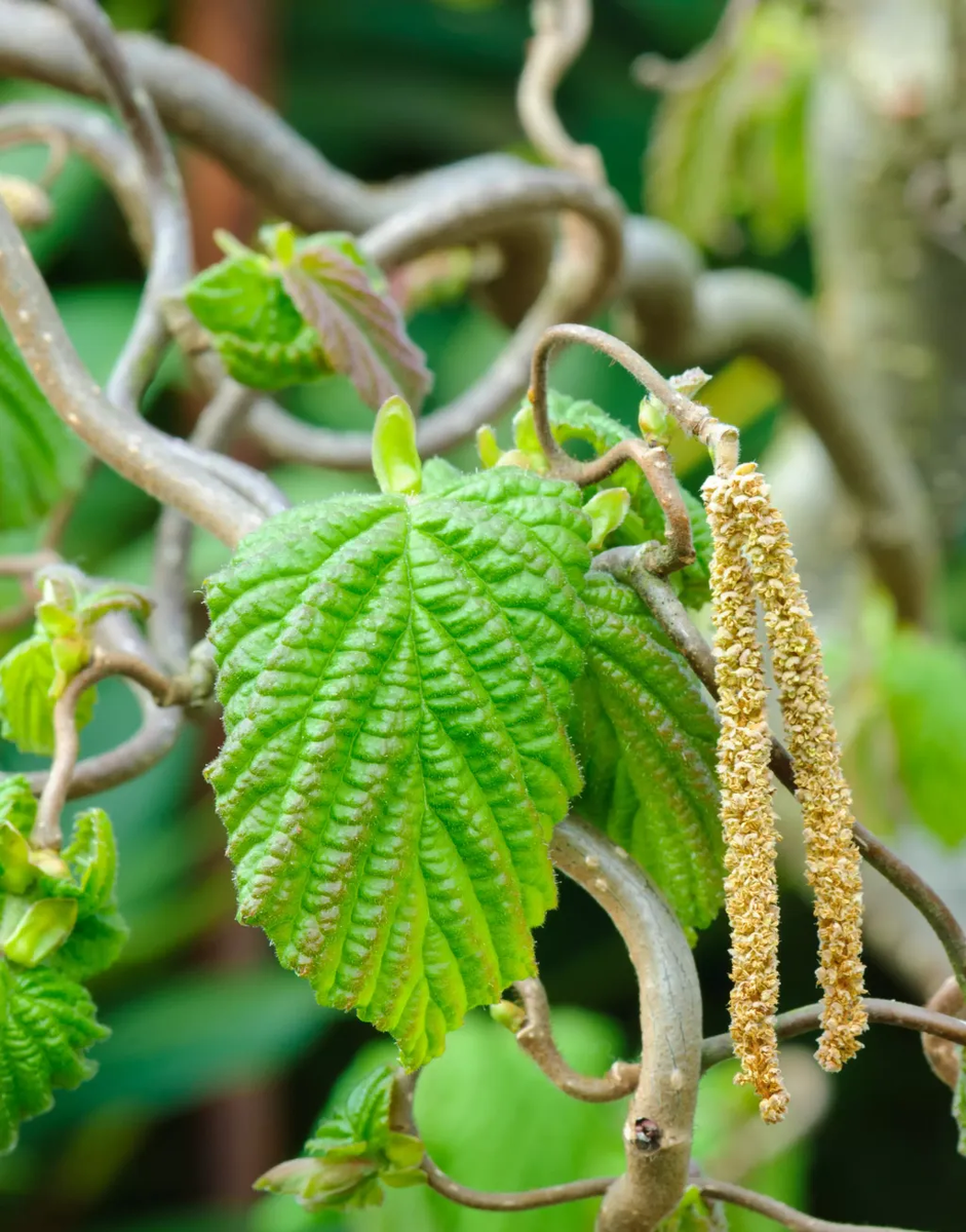 декоративная форма лещины