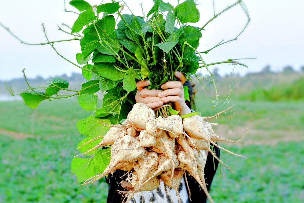 Pachyrhizus erosus, фото: stihi.ru