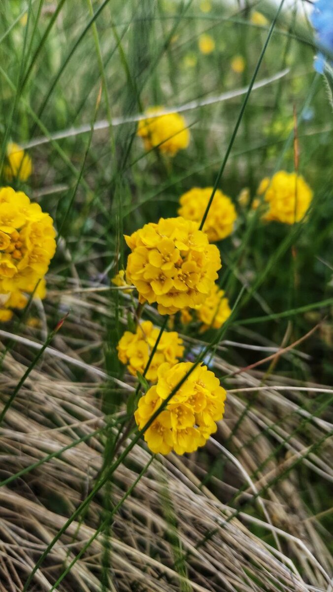 Бурачок оштенский
Посмотрите внимательно на эти нежные цветочные солнышки в траве☀️ Этот цветочек локальный западнокавказский эндемик, т.е.