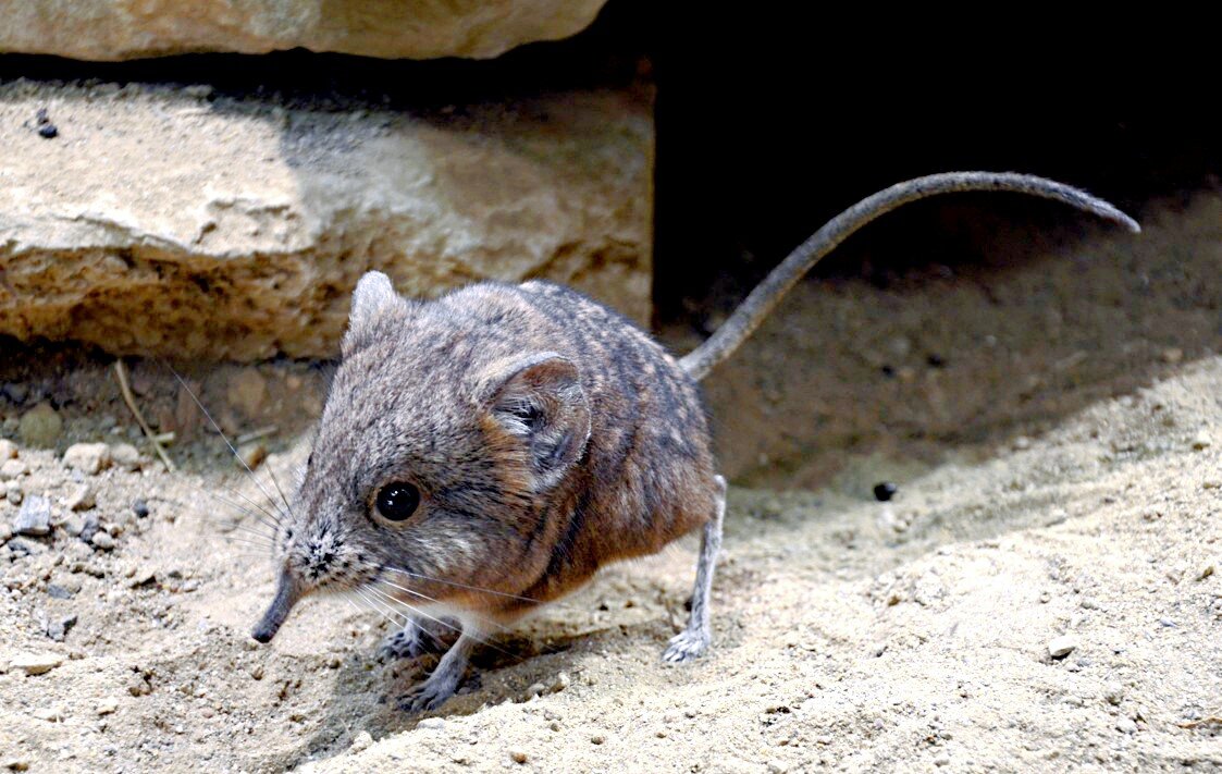 Источник фото: stop-klopu.com