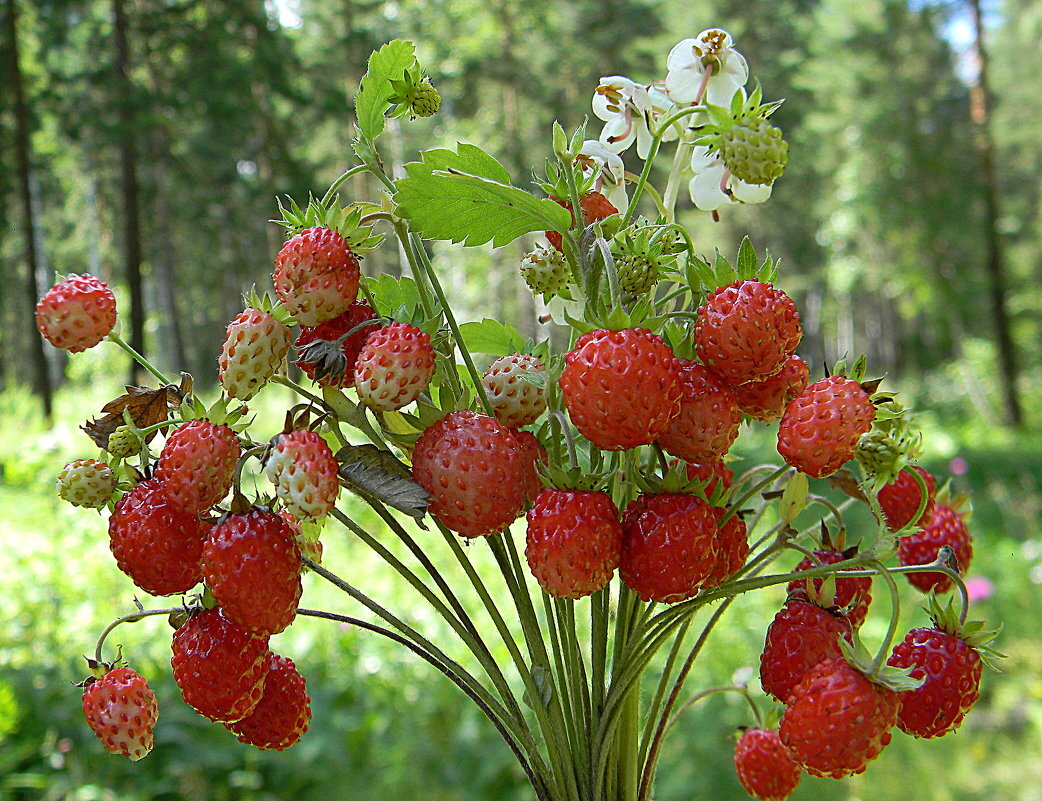 Земляника лесная.