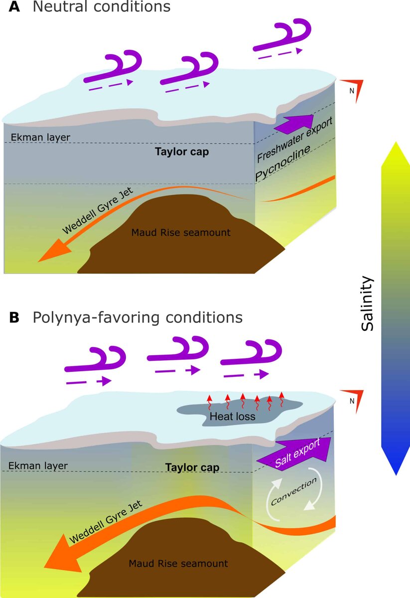 Schematic of the key processes detailed in this analysis, leading to the formation of the Maud Rise Polynya in 2017. Note that the vertical scale of the upper Ekman layer is exaggerated for clarity. (A) Depicts the years 2013 to mid-2015, characterized by a fresher surface over the seamount, weaker eastward stress, and Ekman transport of freshwater from the seamount to the northern flank. (B) Represents the years mid-2015 to 2018, featuring a saline upper ocean over the seamount, an intensified Weddell Gyre jet, stronger eastward surface stress, and Ekman transport of saline waters onto the northern flank, facilitating convection in that area during the polynyas of 2016 and 2017. Credit: Claudia Ofelio.