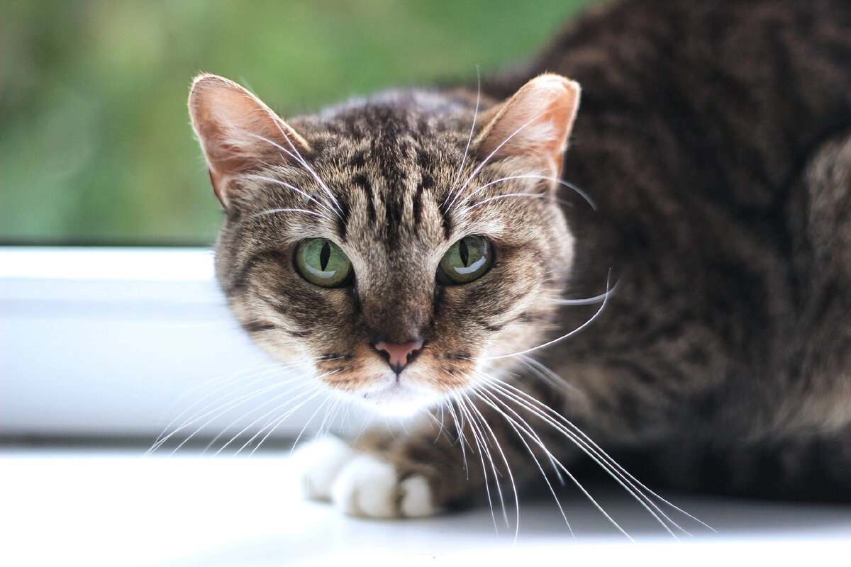 Кошка Санечка ищет дом 😍🐈 | Приют для кошек 