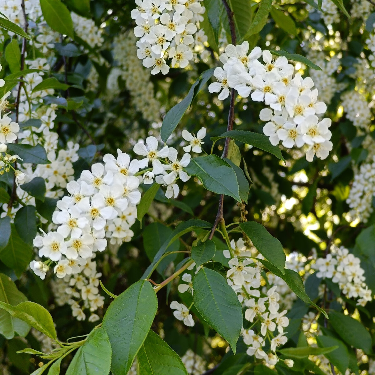 Черёмуха цветет