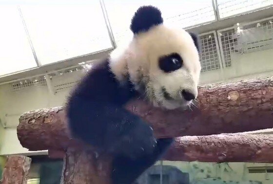    Панда Катюша