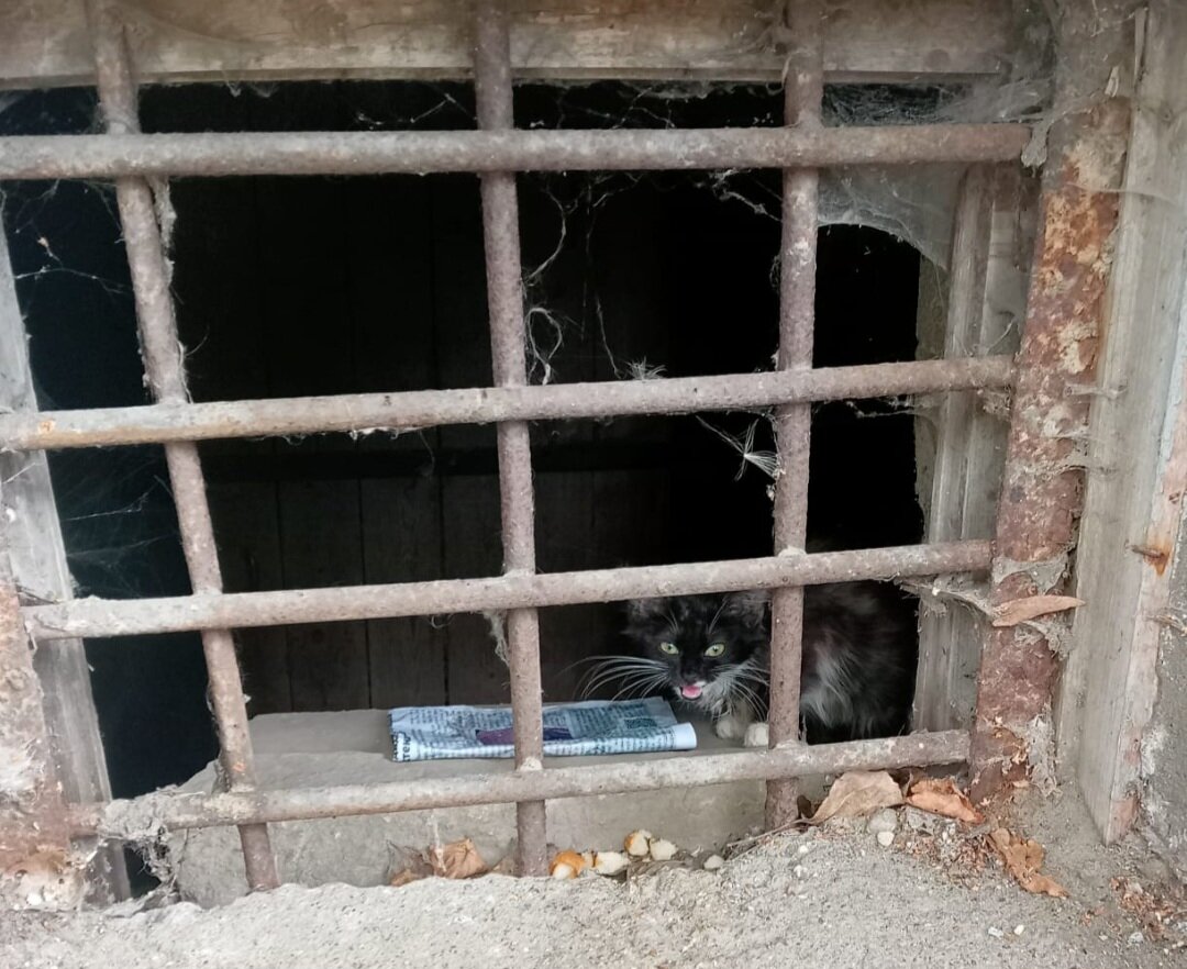 Фото автора. А после издевательств не выходит из подвала.