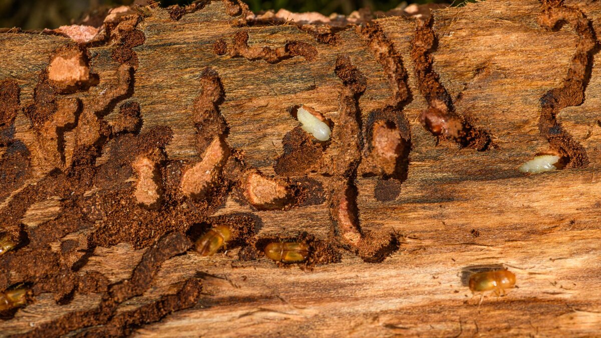 Запущенные случаи. Как правило, вы увидите данную картину после гибели дерева, сняв кору.