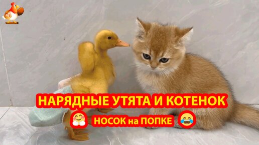 Утята в трусиках из носочков и Котенок 🤗 Веселая троица друзей 😂