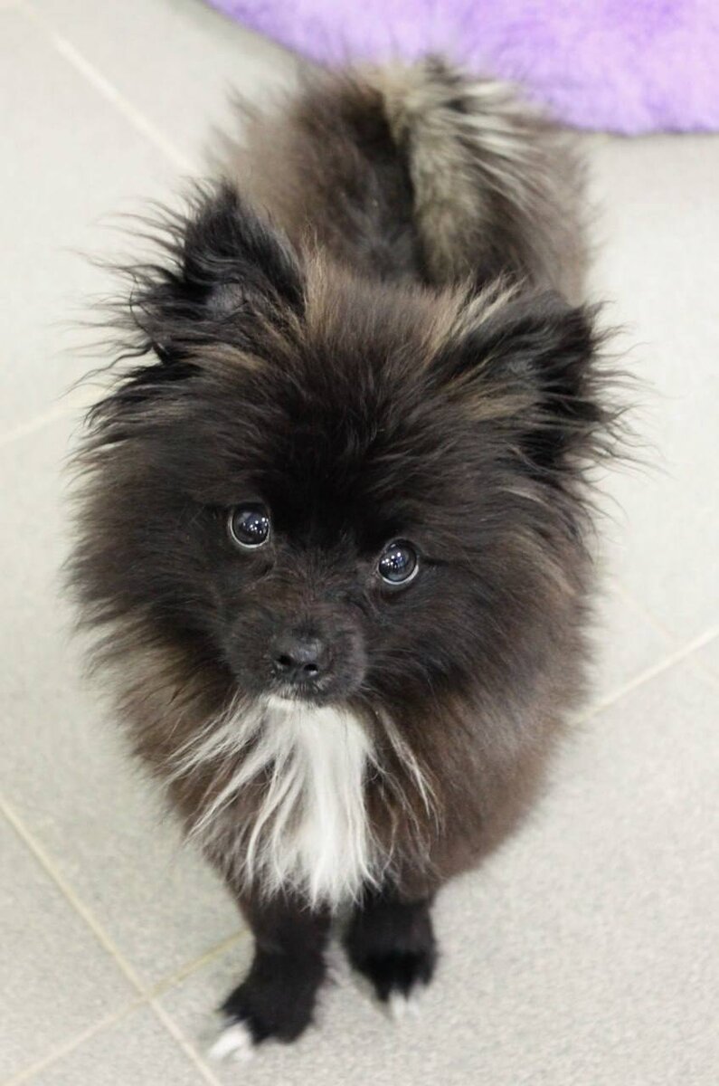 Маленькая собачка Космос из приюта Домик Мелкашей ищет дом