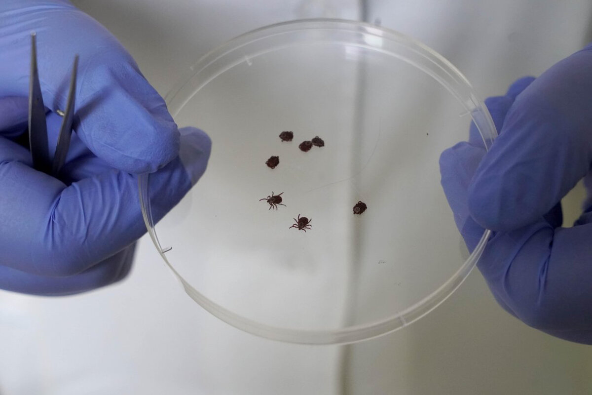 Клещи в чашке Петри