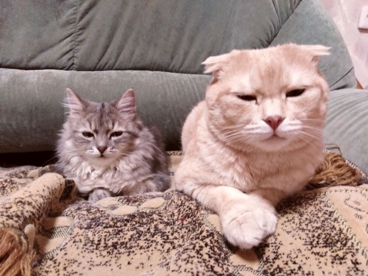 А это просто наши коты. Они бдят за мной, как я принимаю решение,  пить чай без сахара