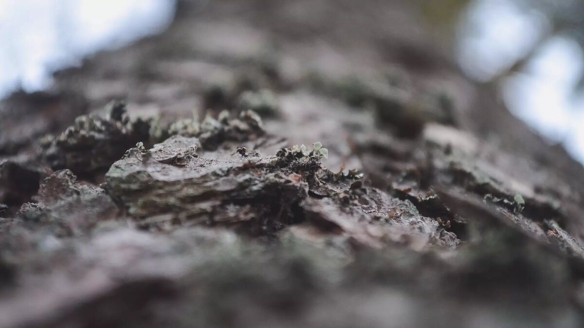     Источник: 1MI