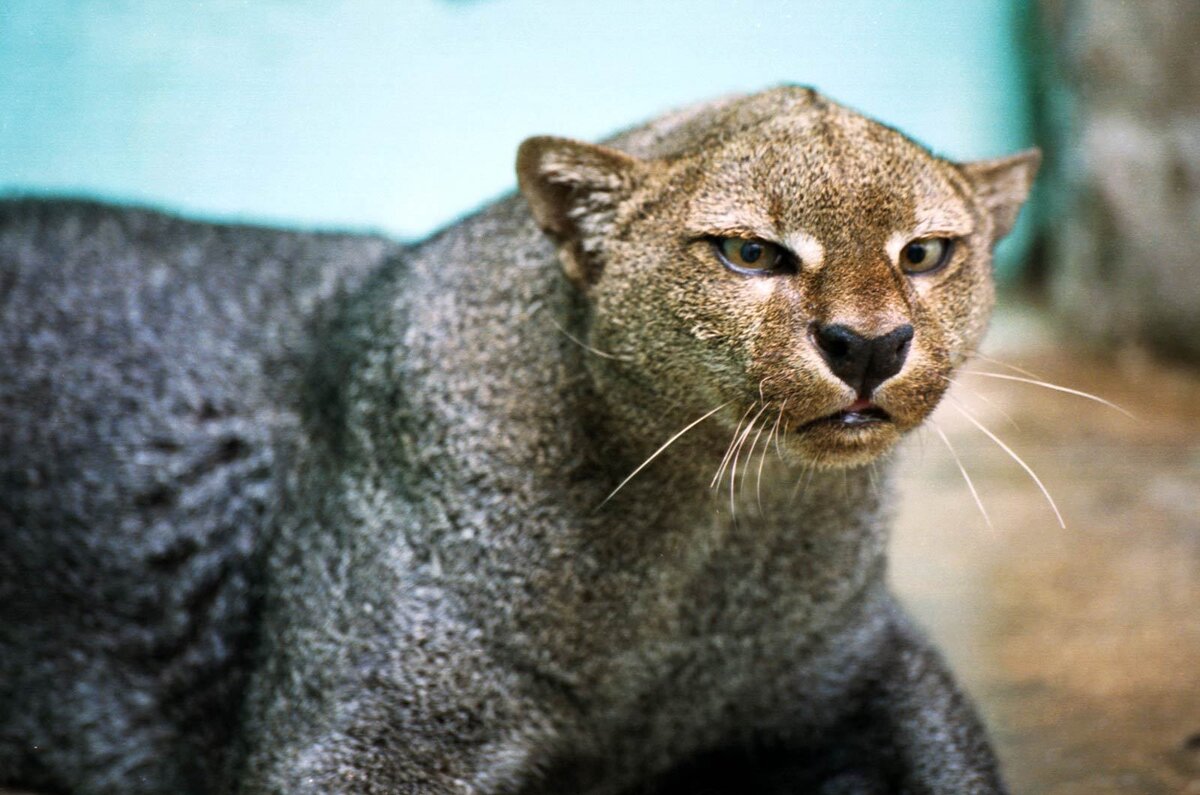 ЯГУАРУНДИ (JAGUARUNDI)