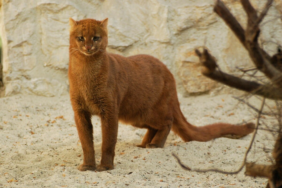 ЯГУАРУНДИ (JAGUARUNDI)