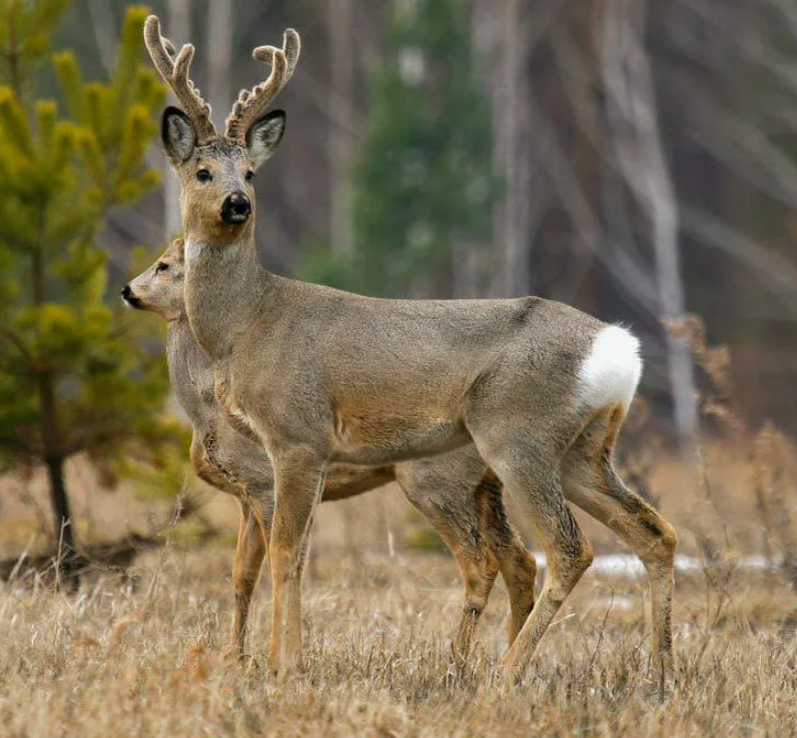 (фото интернет)