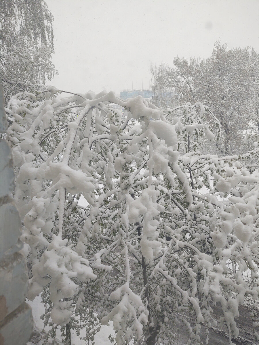 Черемуха под окном в 13-00