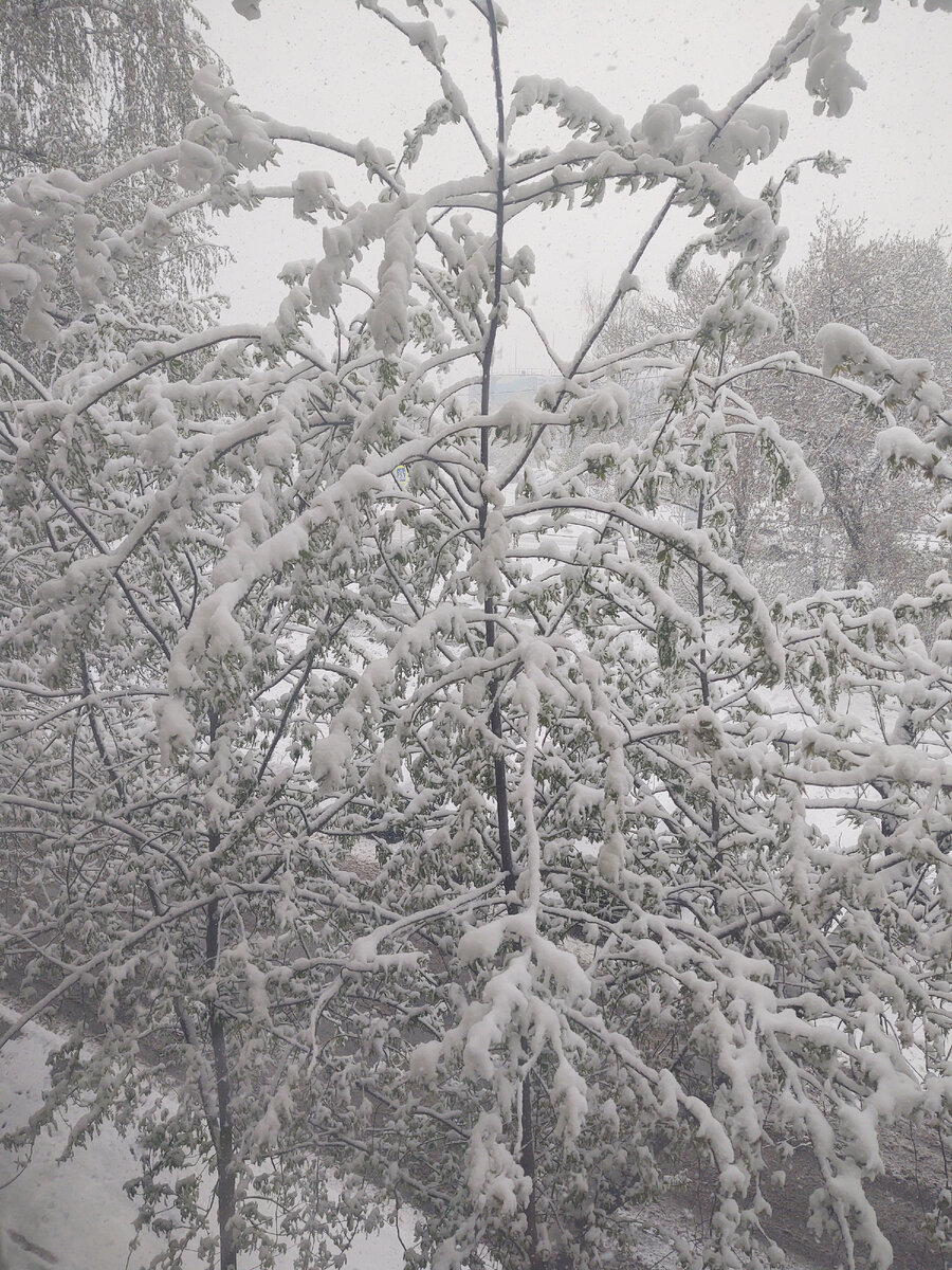 Черемуха под окном в 9-00