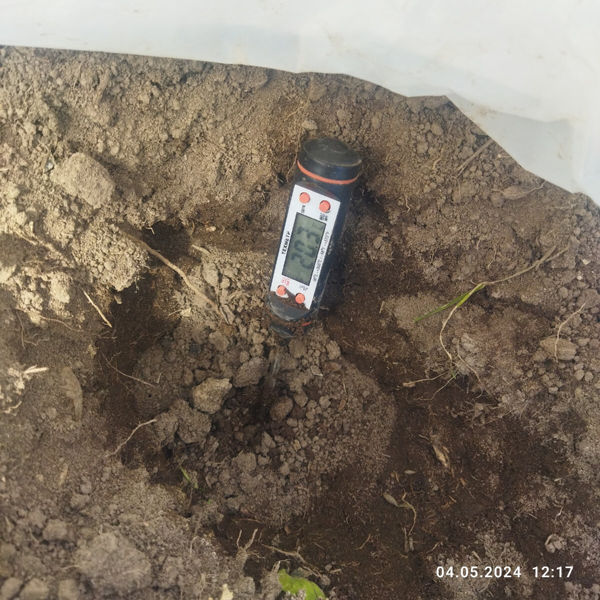 Выкопанные и пролитые лунки для перца. Под плёнкой. Минуты три ждала пока остановятся числа.