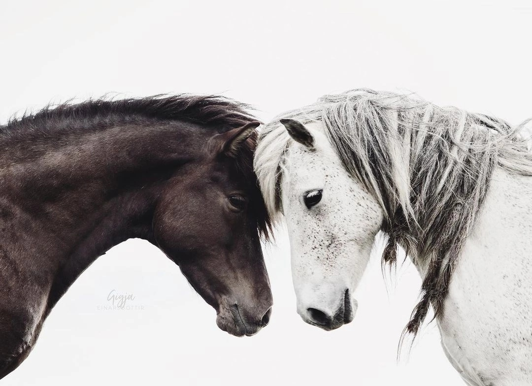 фотограф Gigja Einars