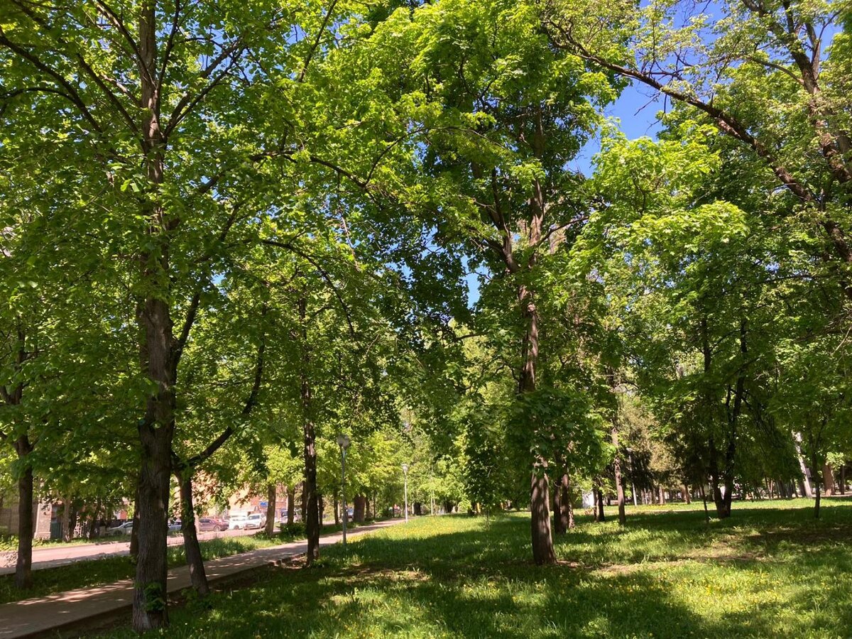    В парке "Бородино" высадят новые деревья взамен снесённых аварийных