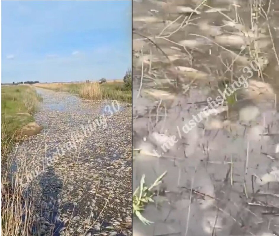 Фото: Скриншоты видео. Справа Астраханская область, слева - Волгоградская. 