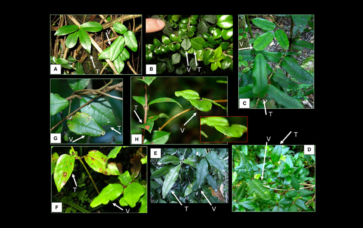 Boquila trifoliata