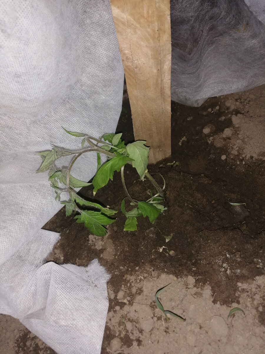 Грустный Батяня