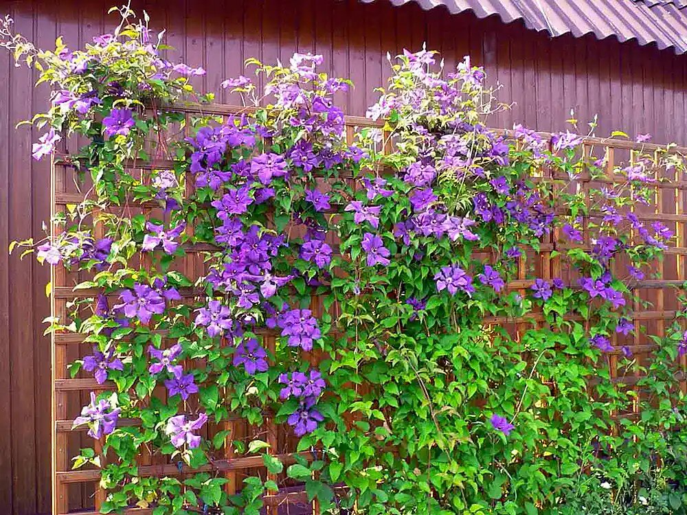 Как самому сделать шпалеру для поддержки вьющихся растений 🌿