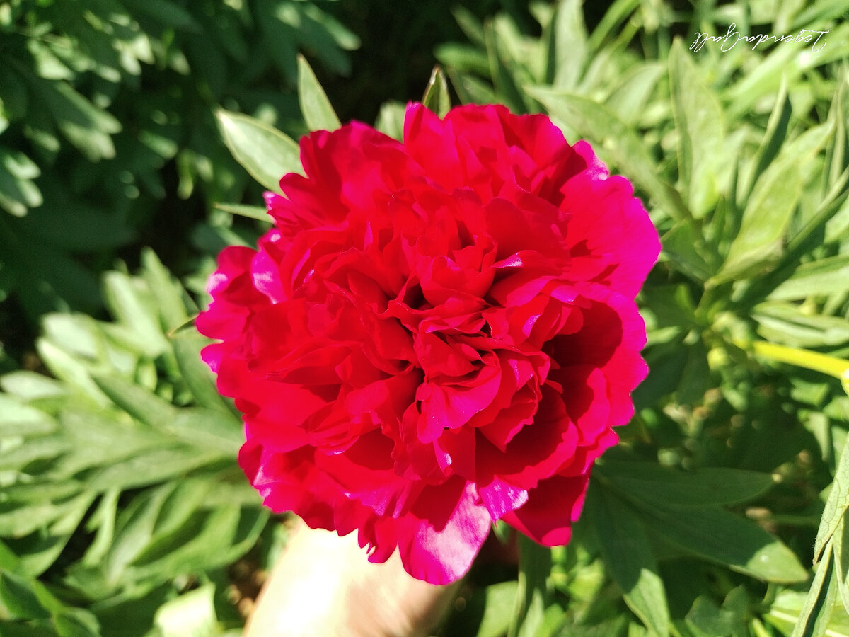 Не очень крупный, но безумно красивый, набитый такой.