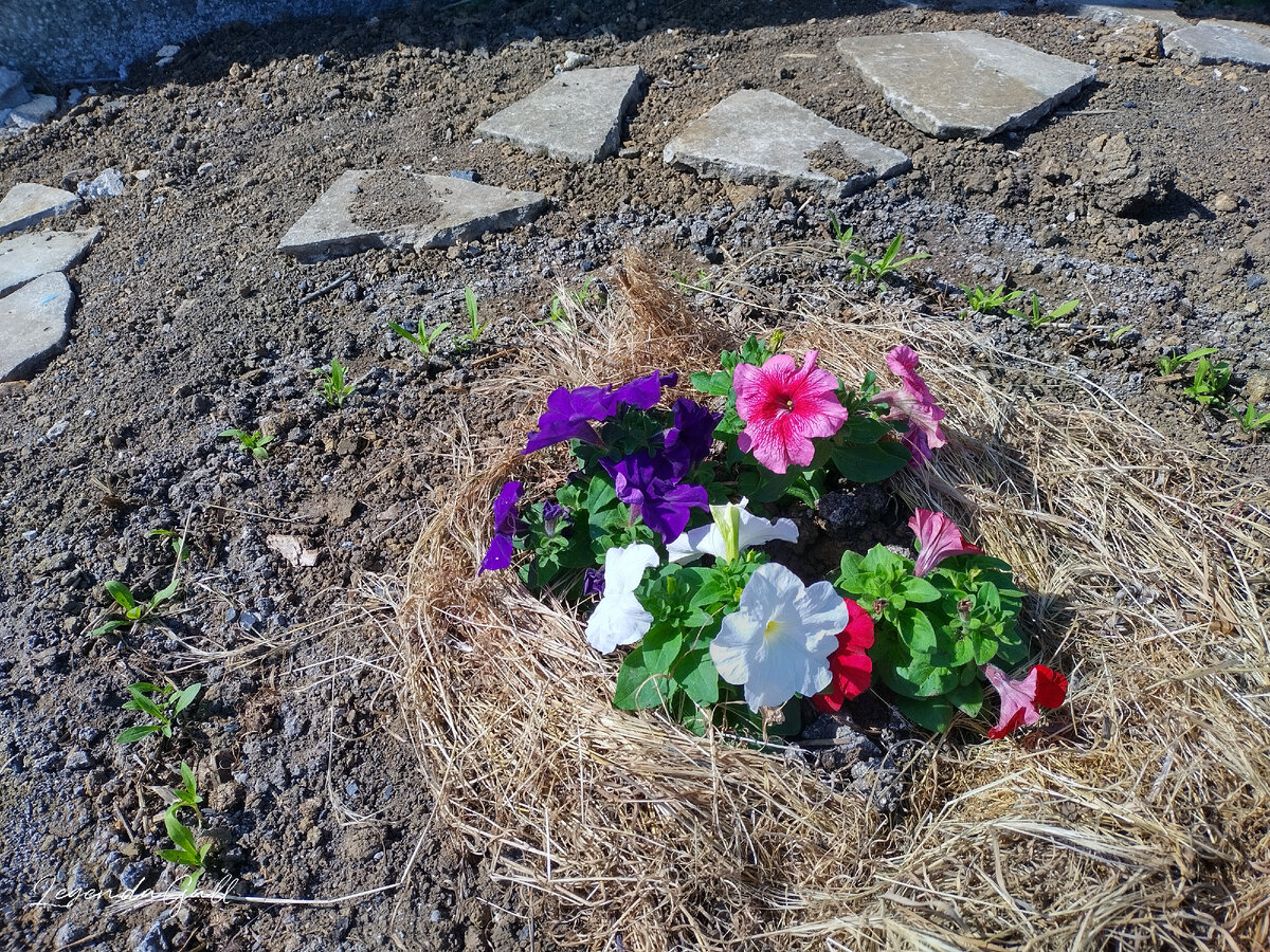 Веселые петуньки