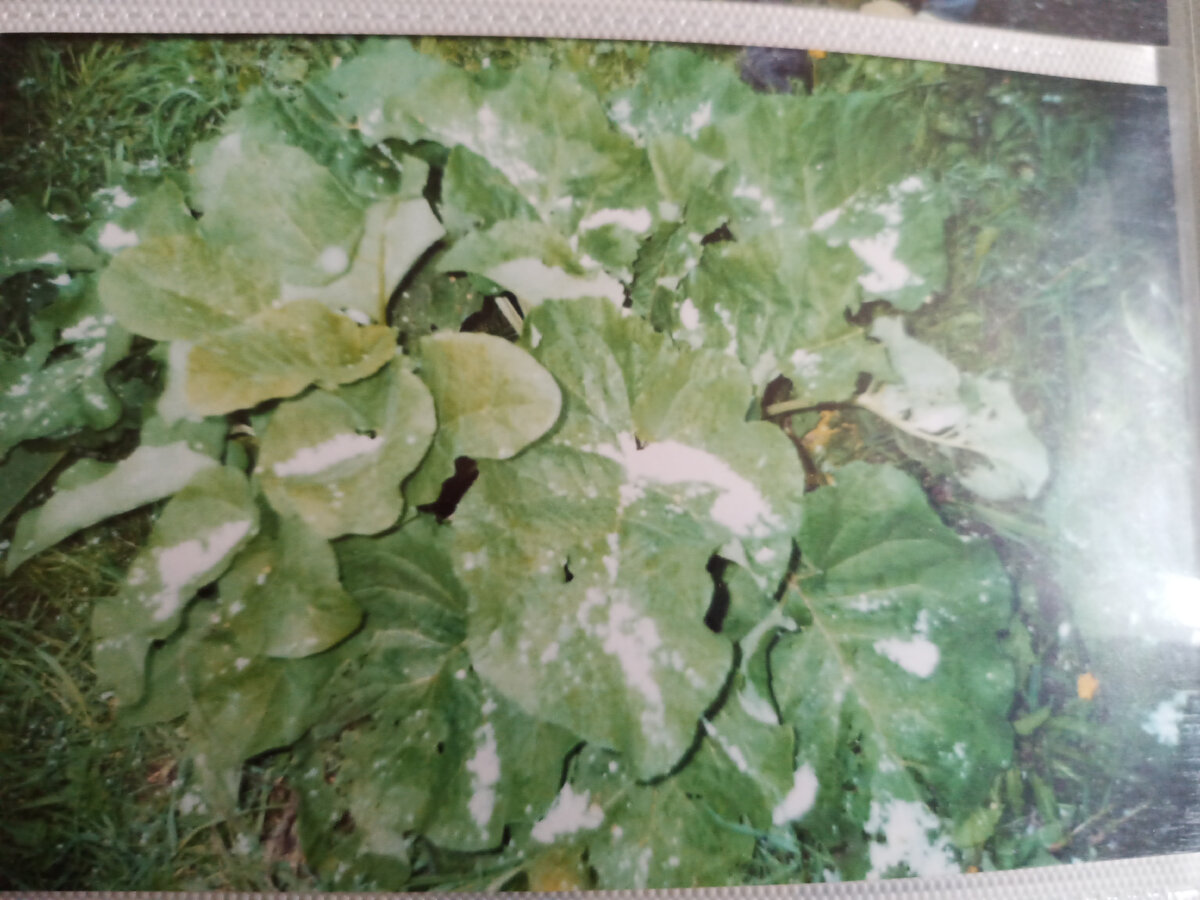 3.06.2007 Ермак на Сылве