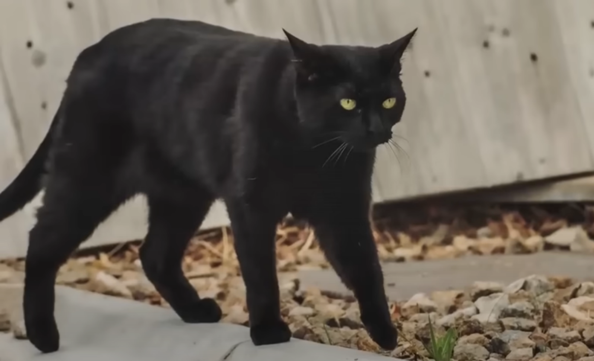 Звезда зоопарка Зоопарк одного крупного города славился не только содержащимися в нем животными. Их было действительно много и можно было встретить даже экзотических.