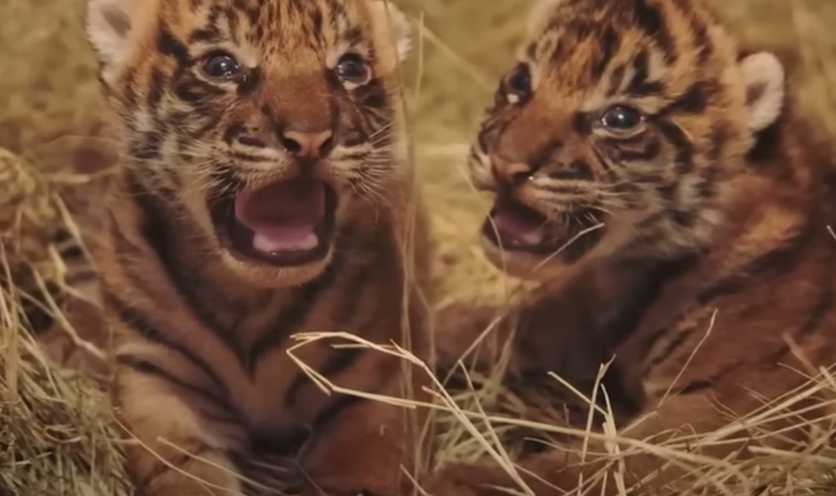 Звезда зоопарка Зоопарк одного крупного города славился не только содержащимися в нем животными. Их было действительно много и можно было встретить даже экзотических.-2