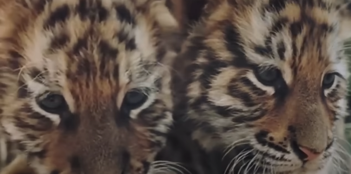 Звезда зоопарка Зоопарк одного крупного города славился не только содержащимися в нем животными. Их было действительно много и можно было встретить даже экзотических.-5