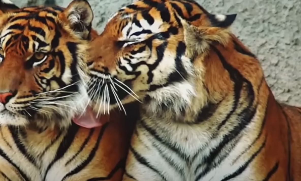 Звезда зоопарка Зоопарк одного крупного города славился не только содержащимися в нем животными. Их было действительно много и можно было встретить даже экзотических.-6