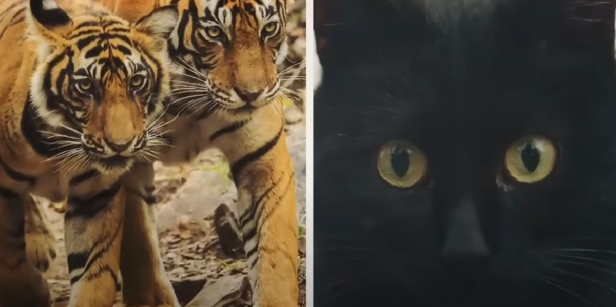 Звезда зоопарка Зоопарк одного крупного города славился не только содержащимися в нем животными. Их было действительно много и можно было встретить даже экзотических.-7