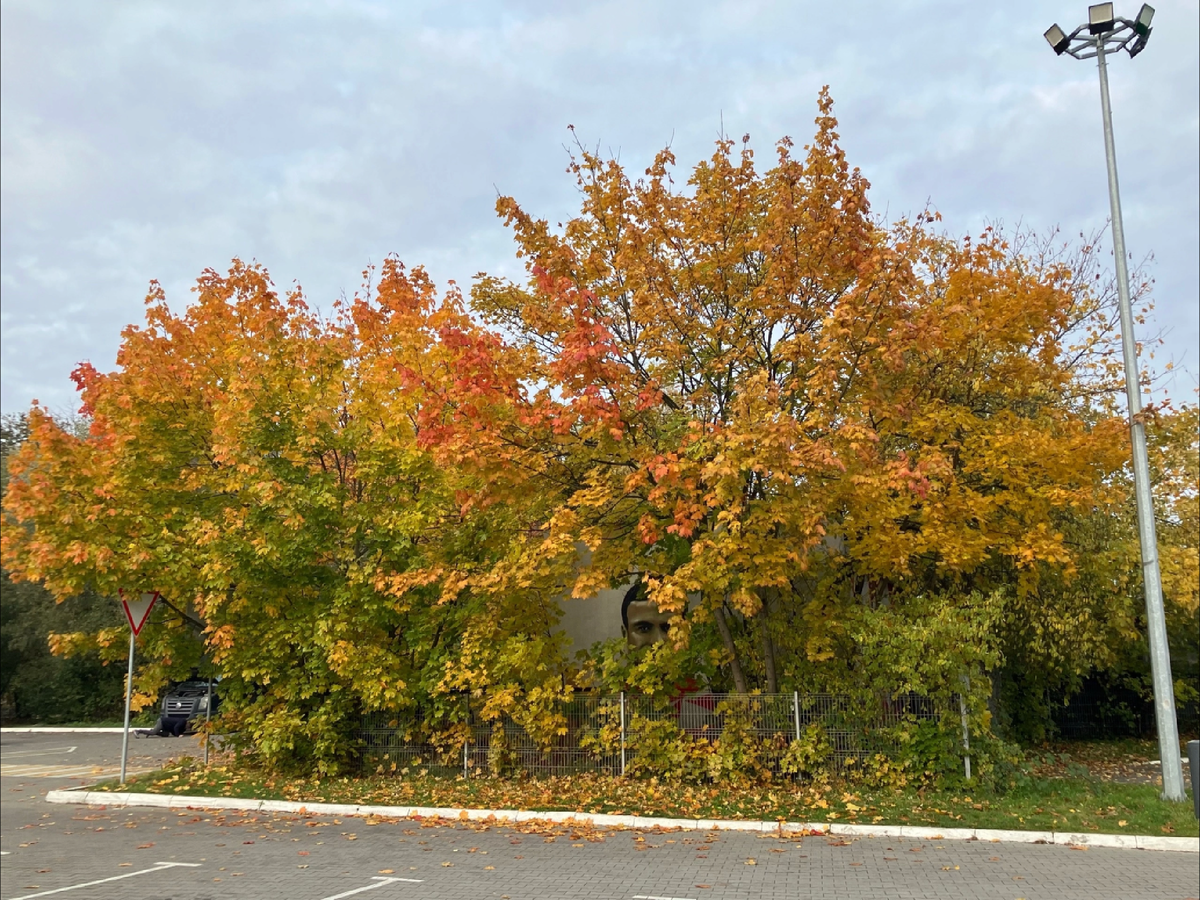 Здравствуй Калининград