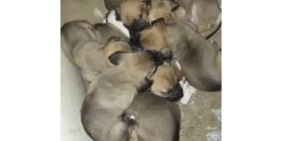 Люди бросили собаку, потому что она родила слишком много щенков