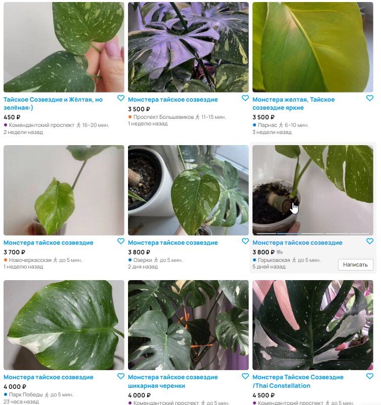 Монстера тайское созвездие авито