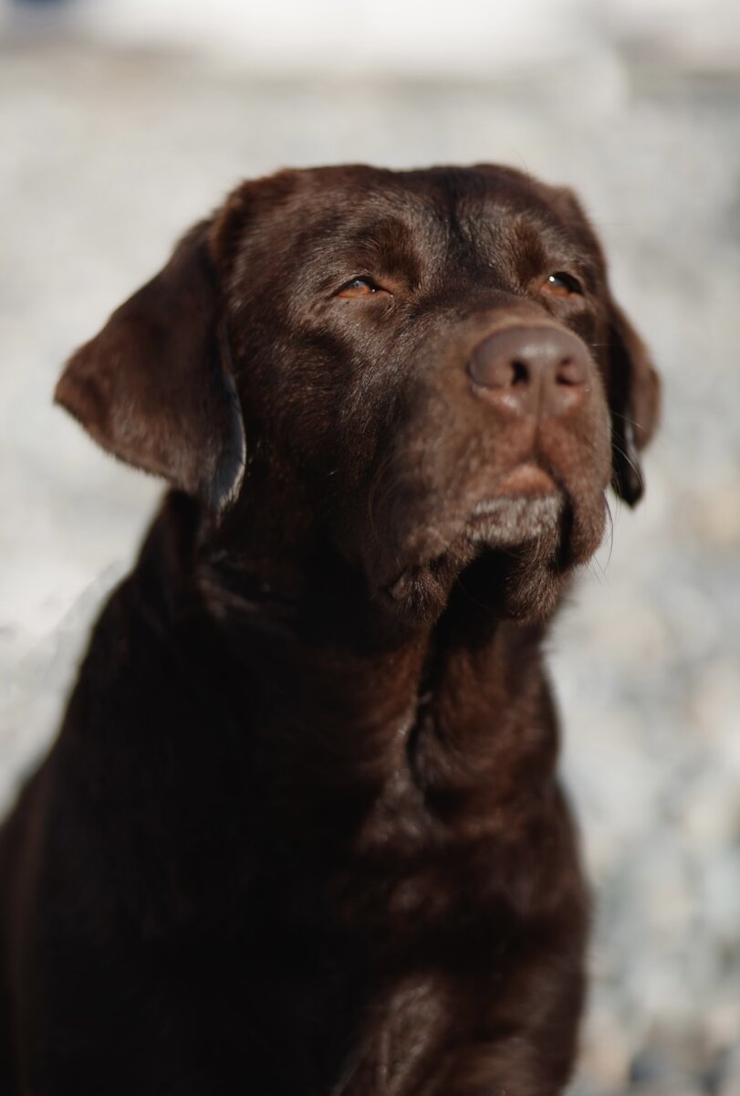 Лилуша самая старшая и мудрая. Она безусловно ЛИДЕР в нашей стае.