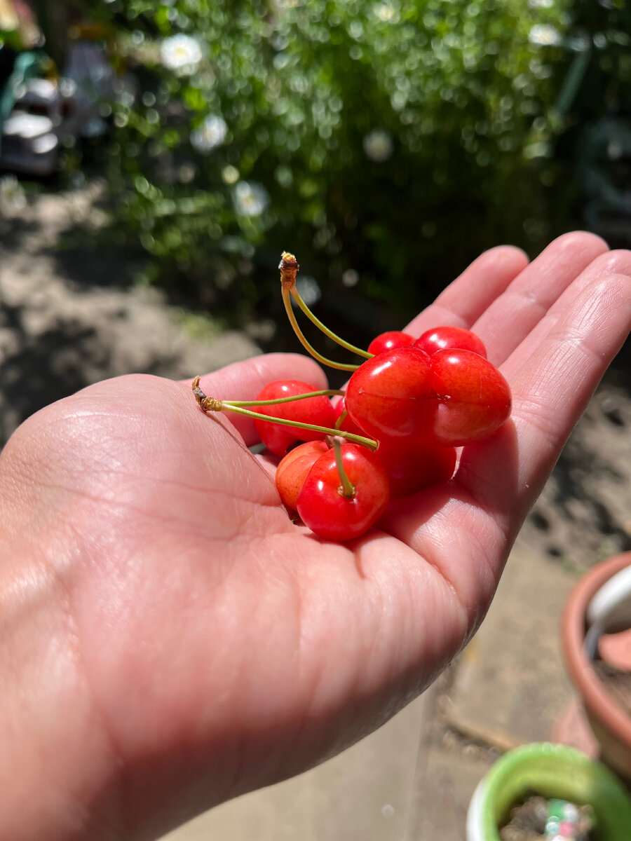 Скоро будем собирать урожай.