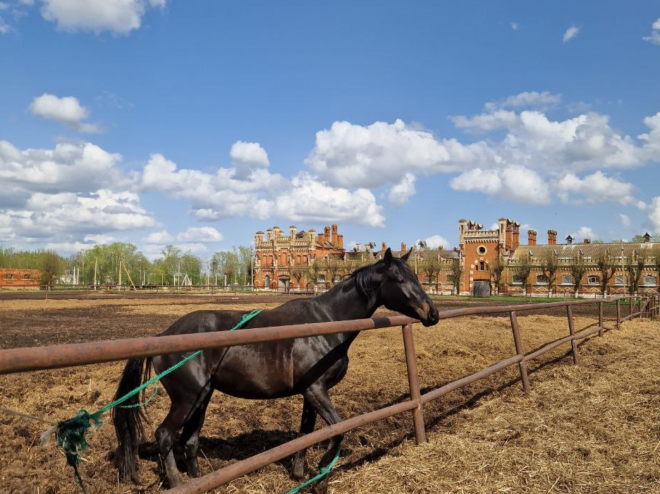 Старожиловский конный завод 