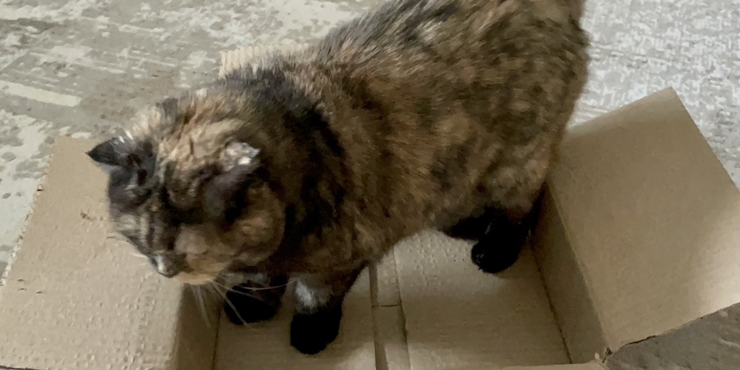 Почему именно тесная коробка очень полезна для кошки