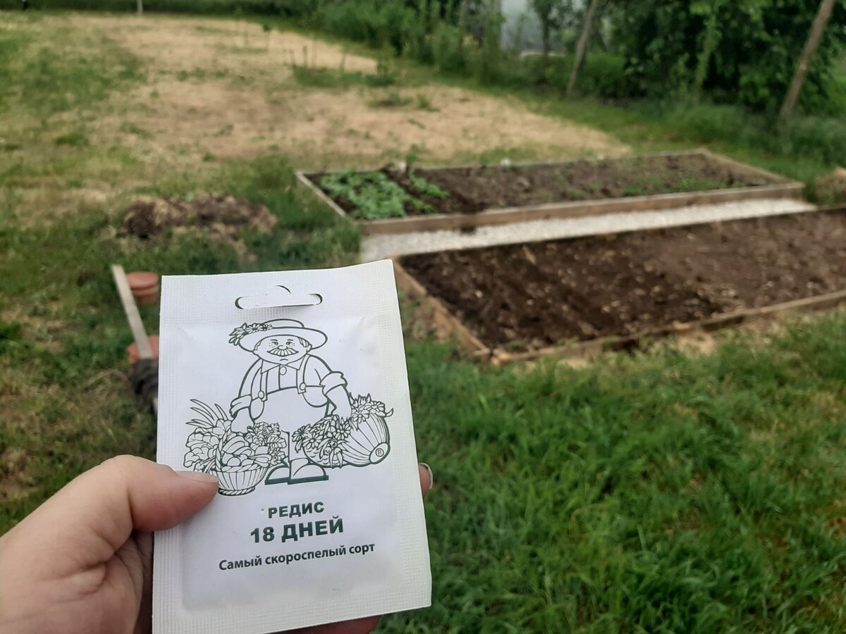 Это я уже подсаживать пошла ещё редиску)