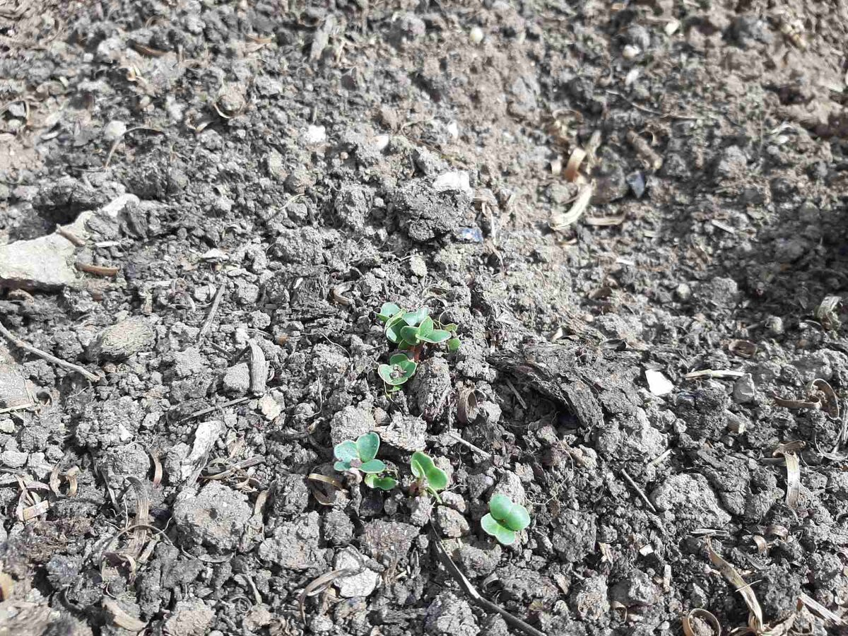 Редиска проклюнулась.