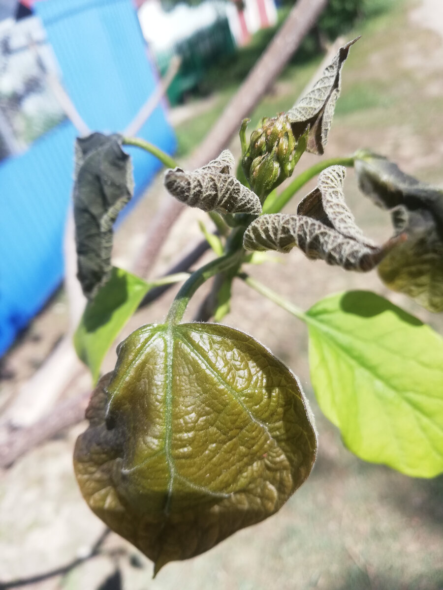 Почему-то на катальпе подмерзли только побеги с цветочными почками