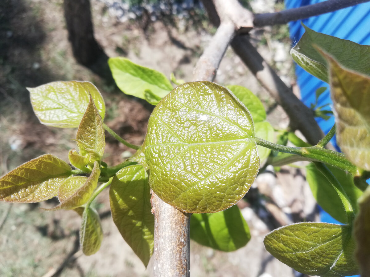 А вот молодые побеги катальпы без цветочных почек выглядят нормально...