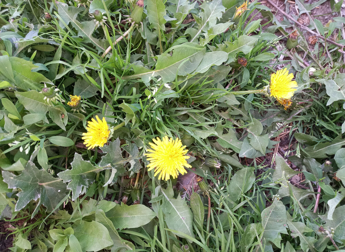 Одуванчики