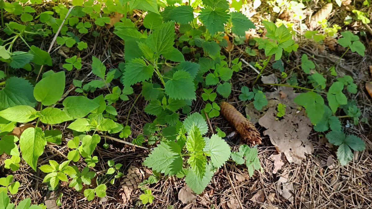 Крапива придает сил а также выводит излишки жидкости из организма.