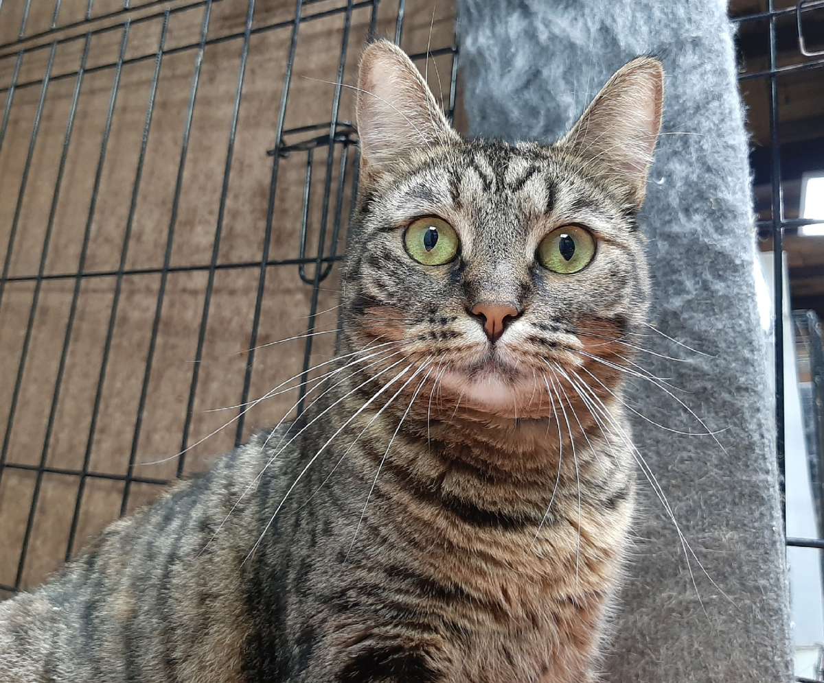 Вот и наша 🚺 Лагуэрта (1 год) не может понять, как можно не понимать опасностей самовыгула и нещащищенных окон. 🤷🏻‍♀️🙈